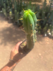 👑🌶️🌶️ Dulzura — Ugly, Rootbound and Pumping 💪15”
