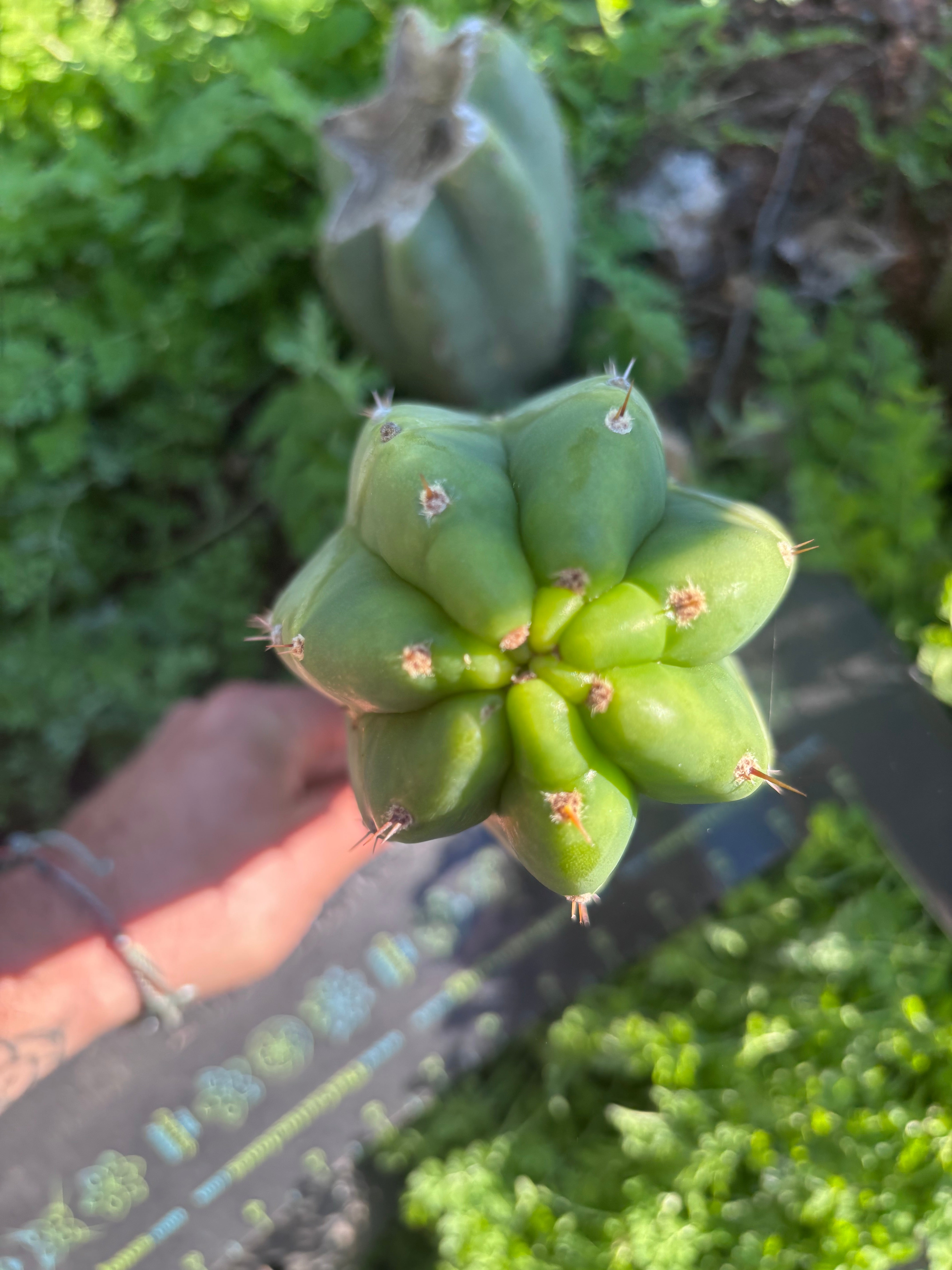 👑🌶️🌶️ Landfill — Beefy 10” Pup
