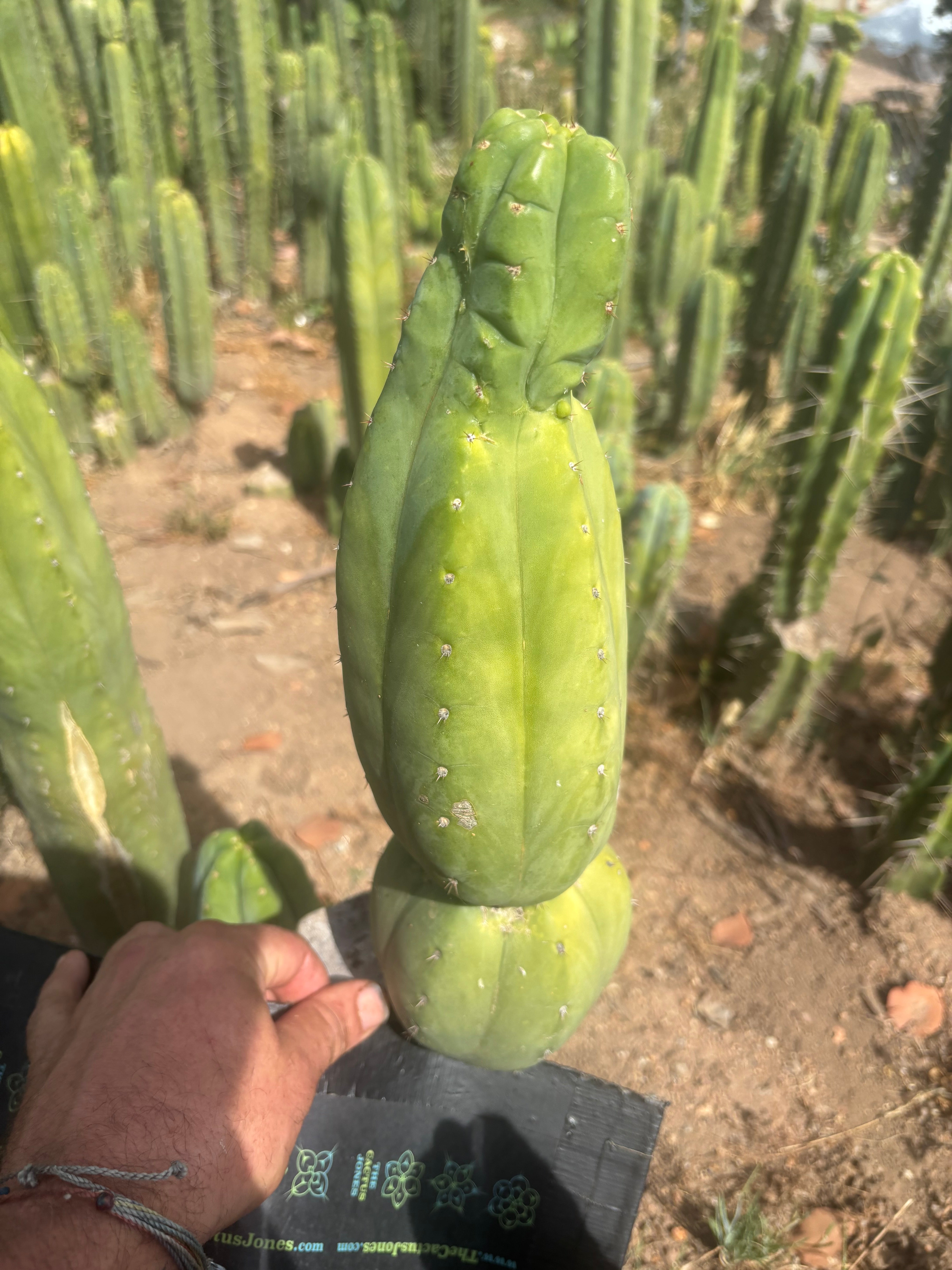 👑🌶️ Maipu — XL 13” Tip