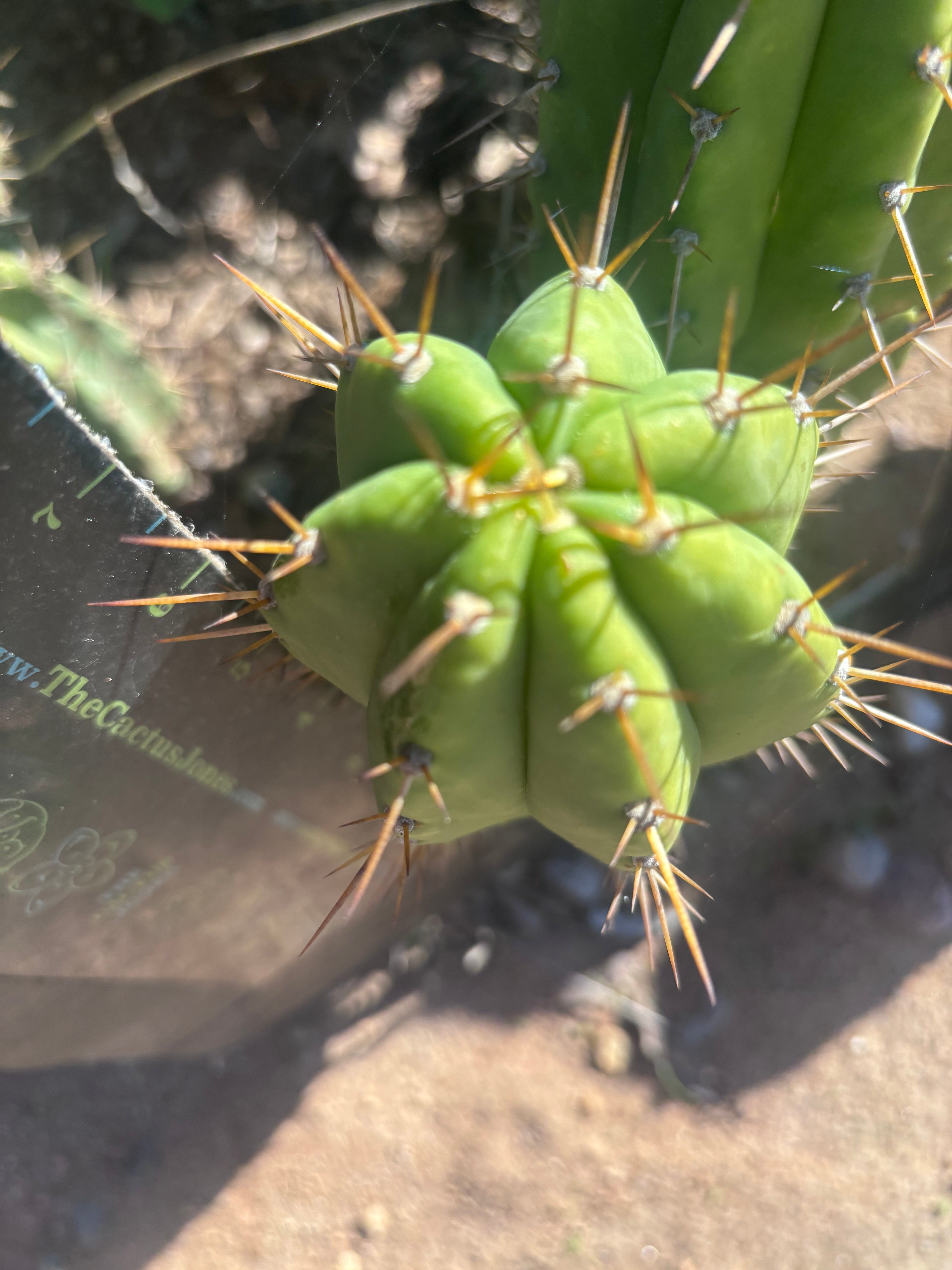 👑 The Jones Pink 🌸 — 7.5” Pup