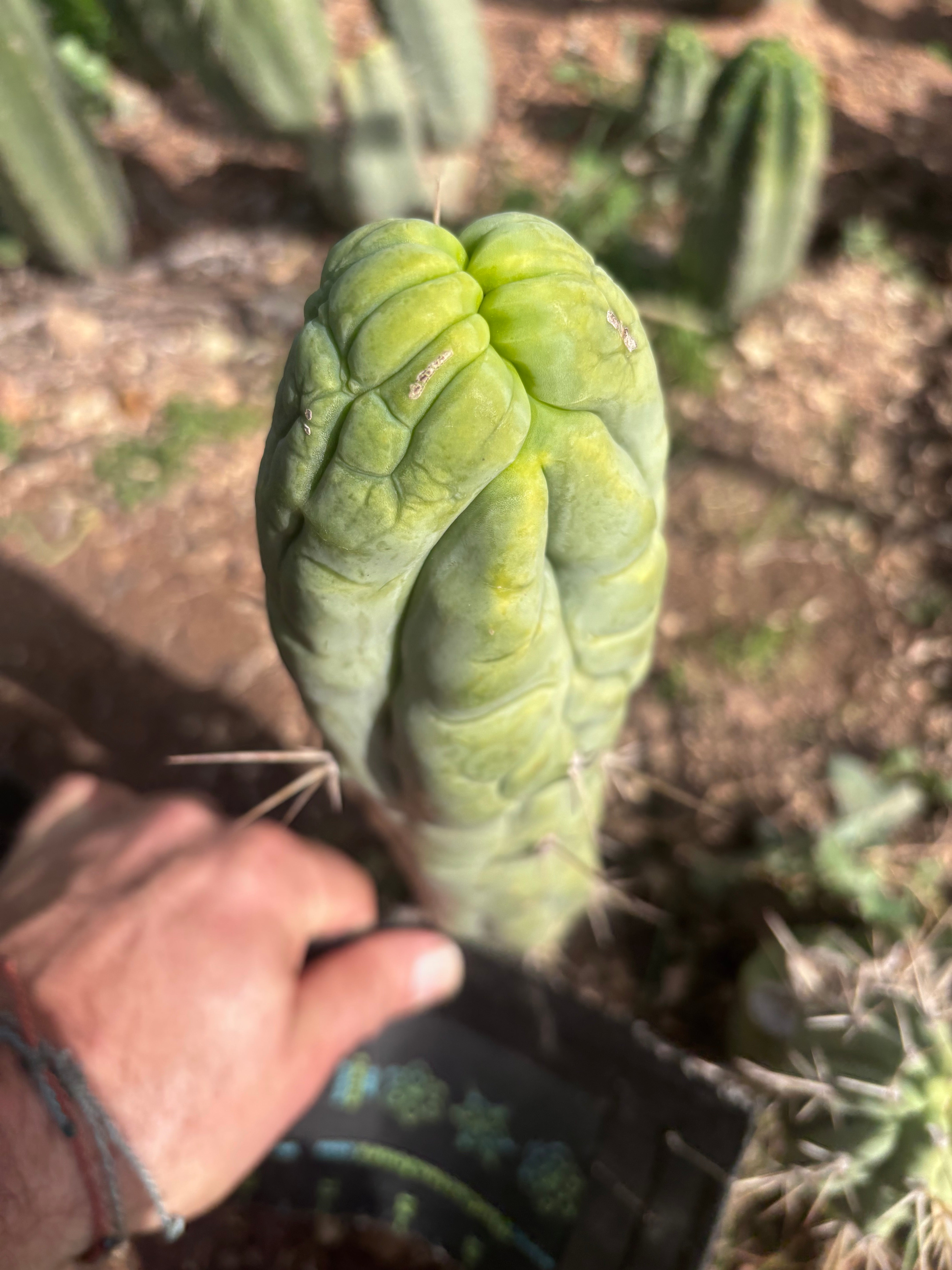 💎👑🐉 Bruce’s Dragon — 9” Tip
