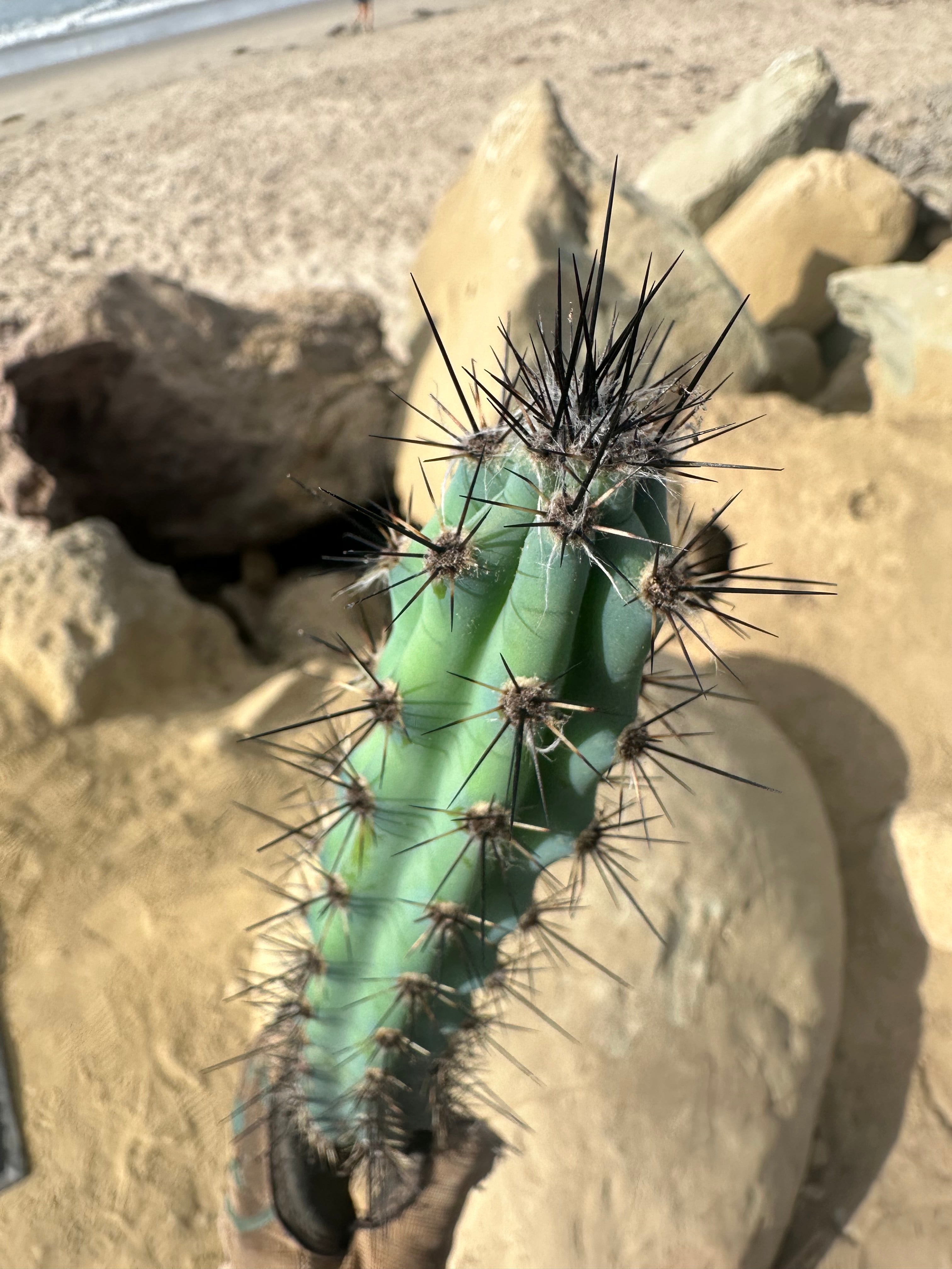 💙 Cereus Aethiops — 15” Tips (3)