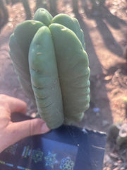 💎👑💎🌶️ Ferah — 8” Pup