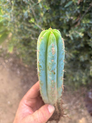 👑🌶️🌶️ Pala! — ROOTED 11” Tip