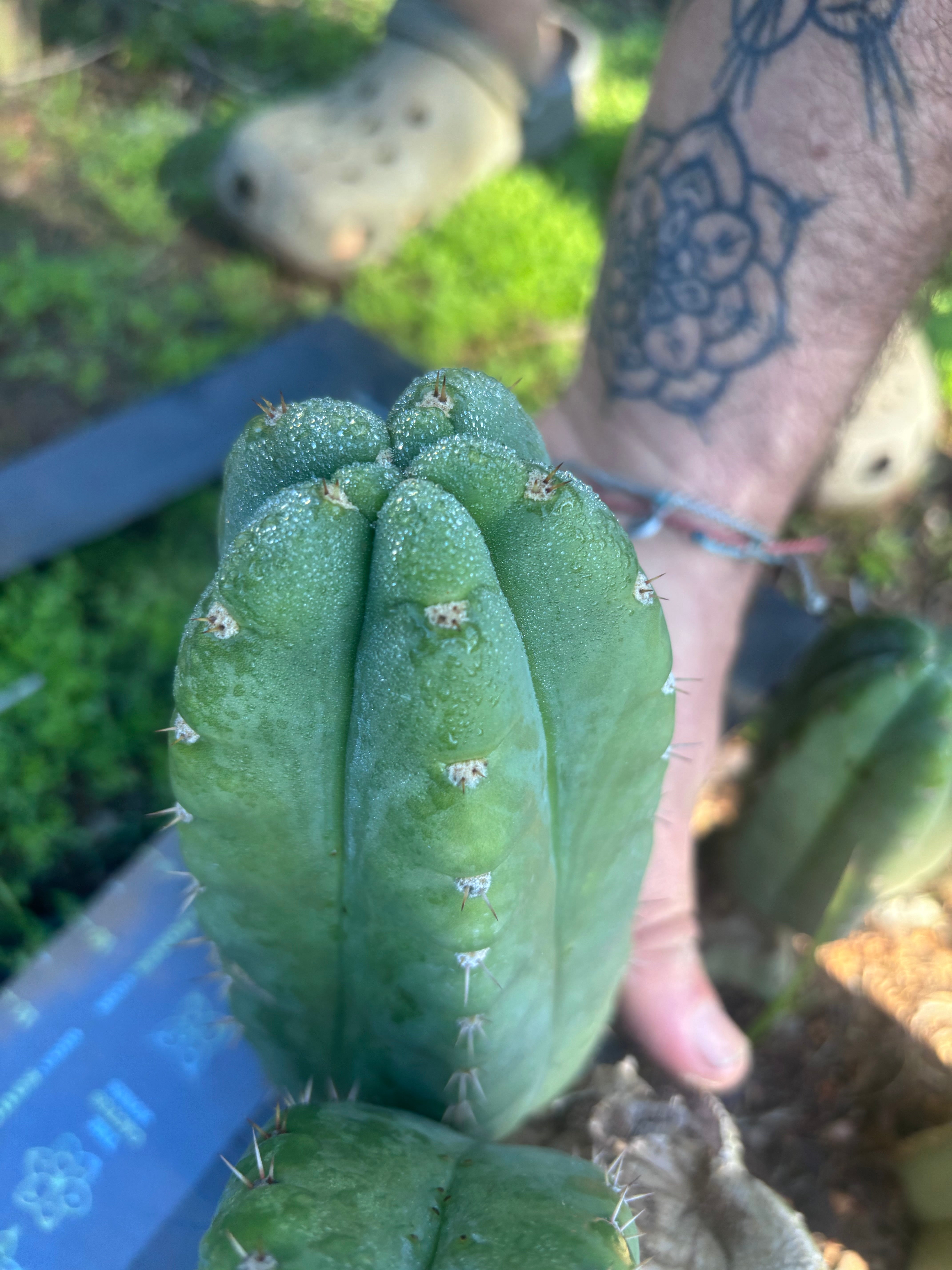 👑🌶️ Bob’s Colossus—  Chonky 6” Grenade