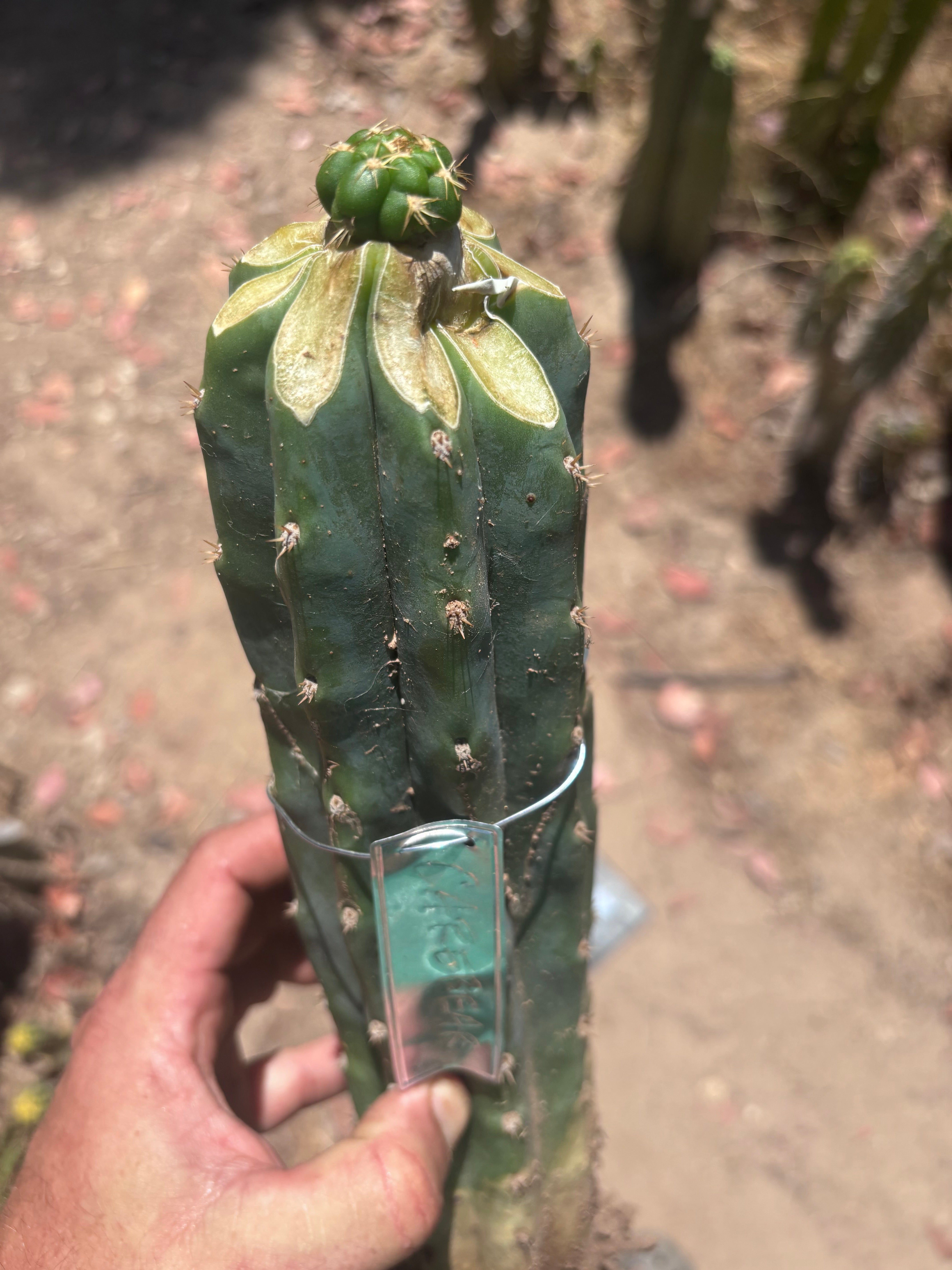 💎👑💎🌶️ CareBear — Fat Rooted Graft