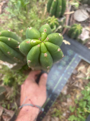 👑🌶️🌶️ Landfill — Beefy 11” Pup