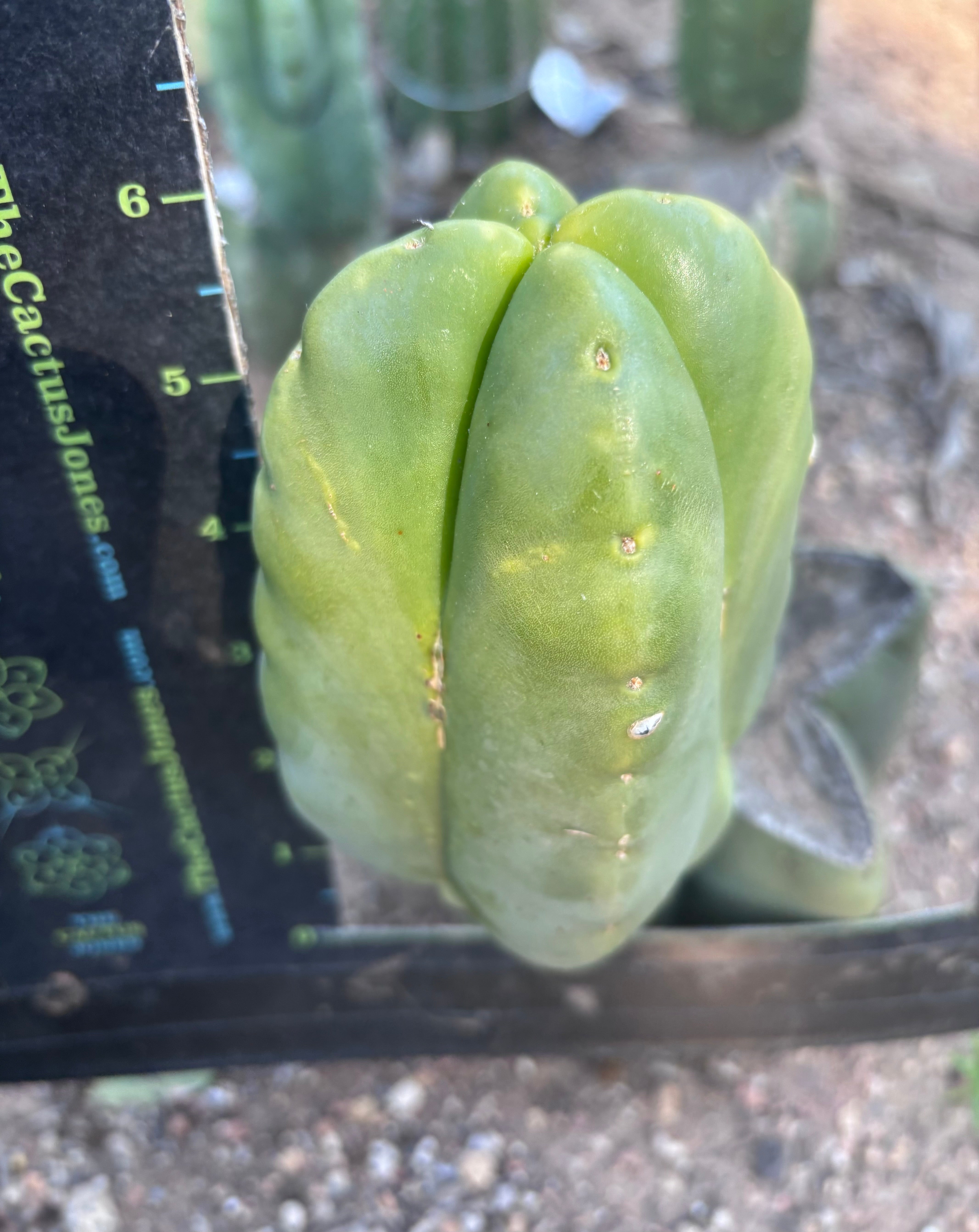 💎👑💎🌶️ And Another … FourWang Ferah Chub Muffin