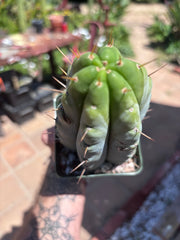 👑🌶️ Hammer — Rooted / Whole