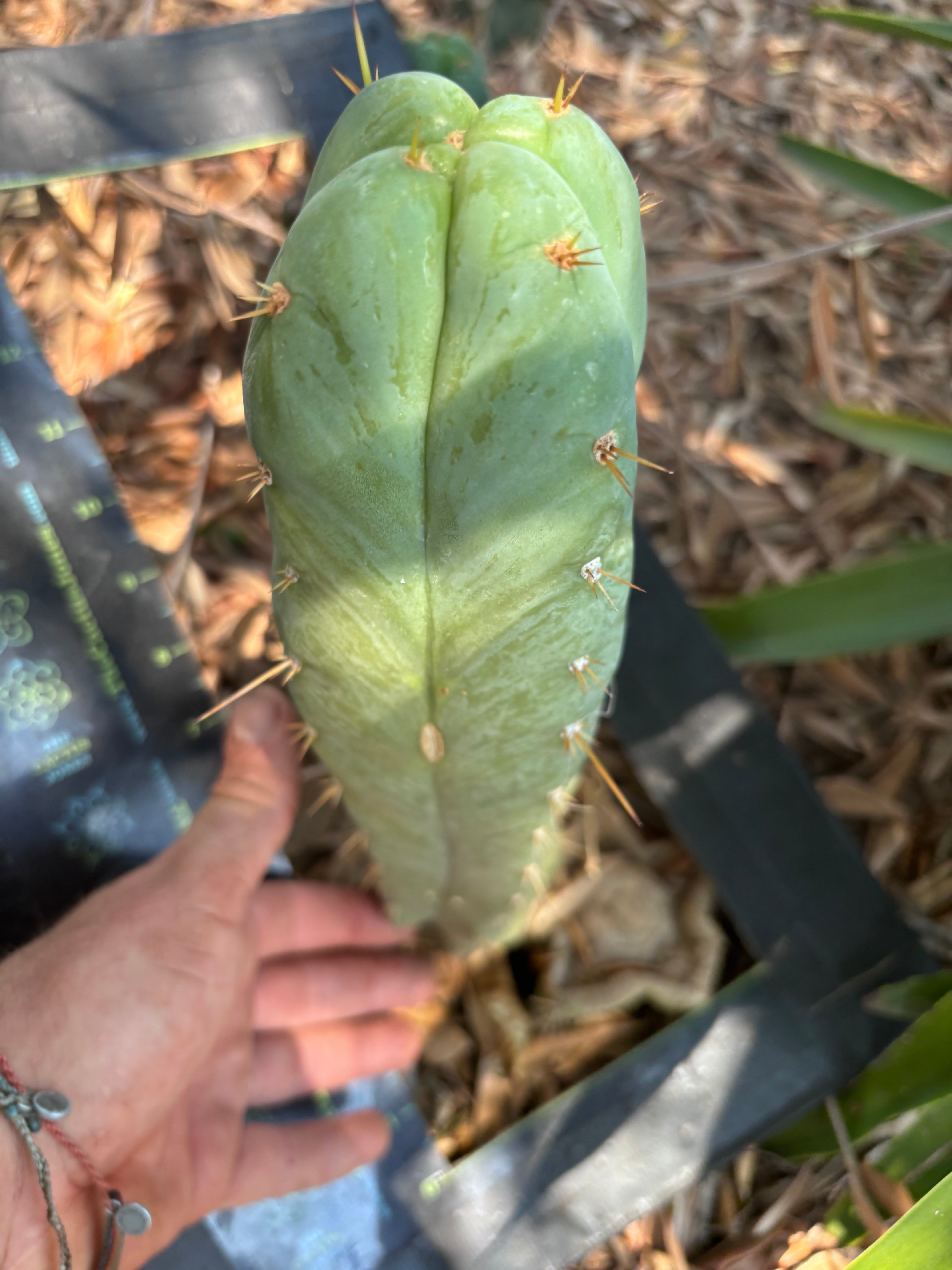👑 Lotusland Huanu —  Irresistible FourWang 11” Pup
