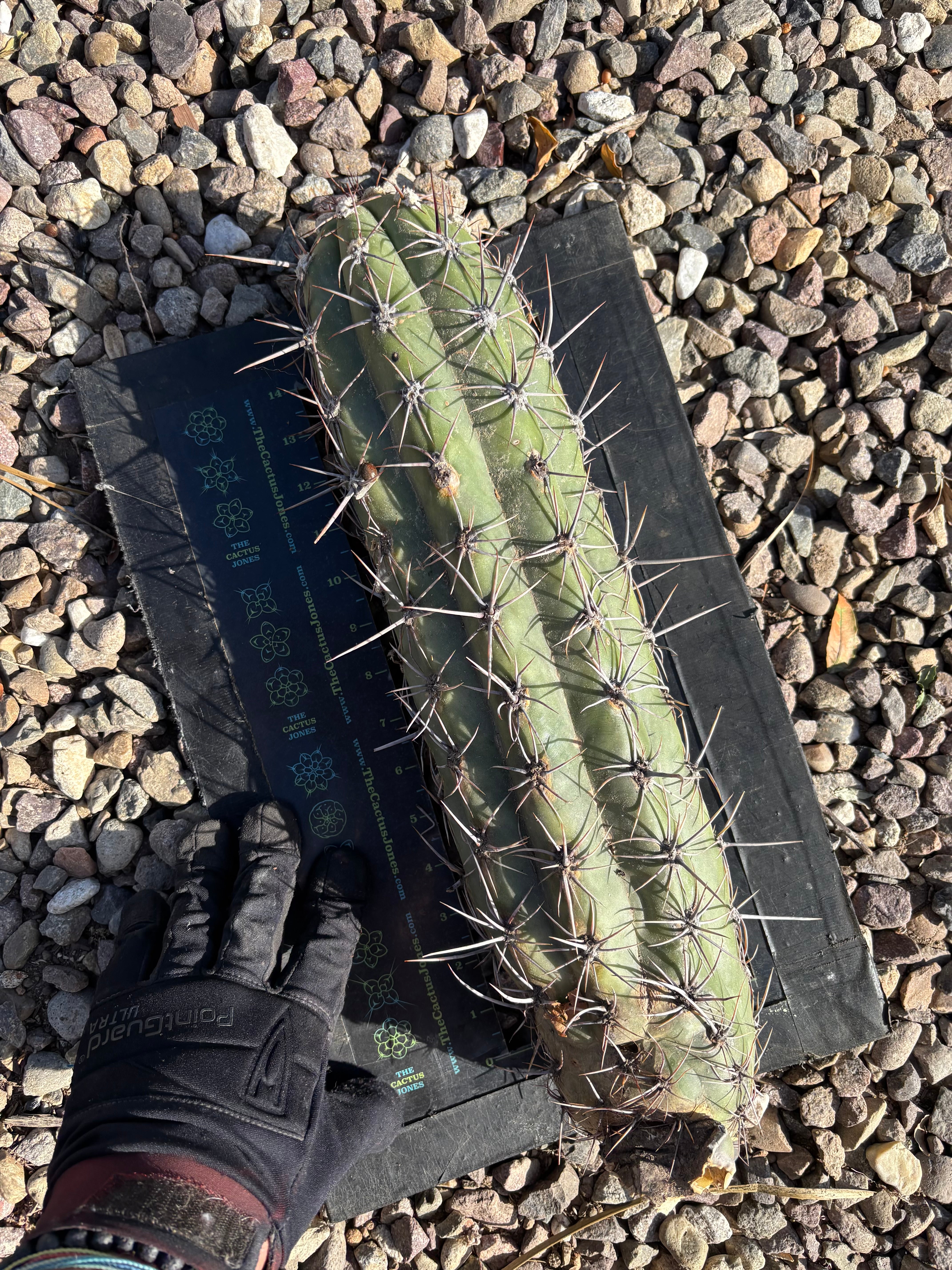 💎 TAQ!  — *Massive* 15” Pup