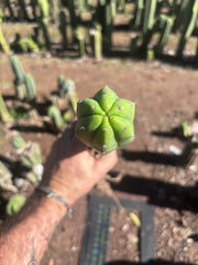 👑🌶️ Ecuadorian Pach — Rooted 15”