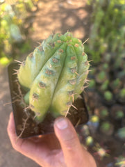 👑 TSSBP — Rooted Tip