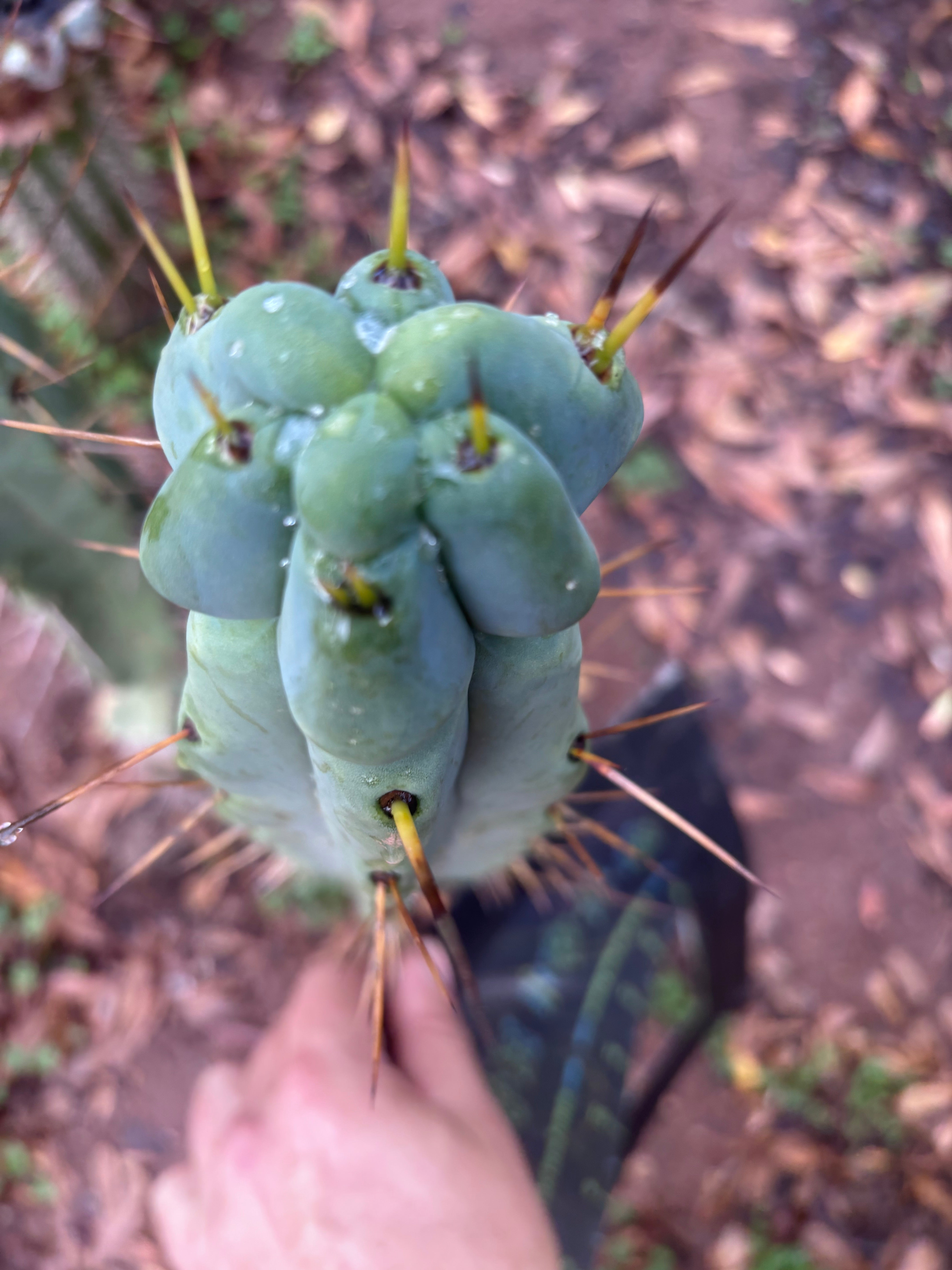 💎🌶️ Kai x Sina — Melty 10” Tip