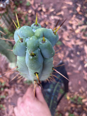 💎🌶️ Kai x Sina — Melty 10” Tip