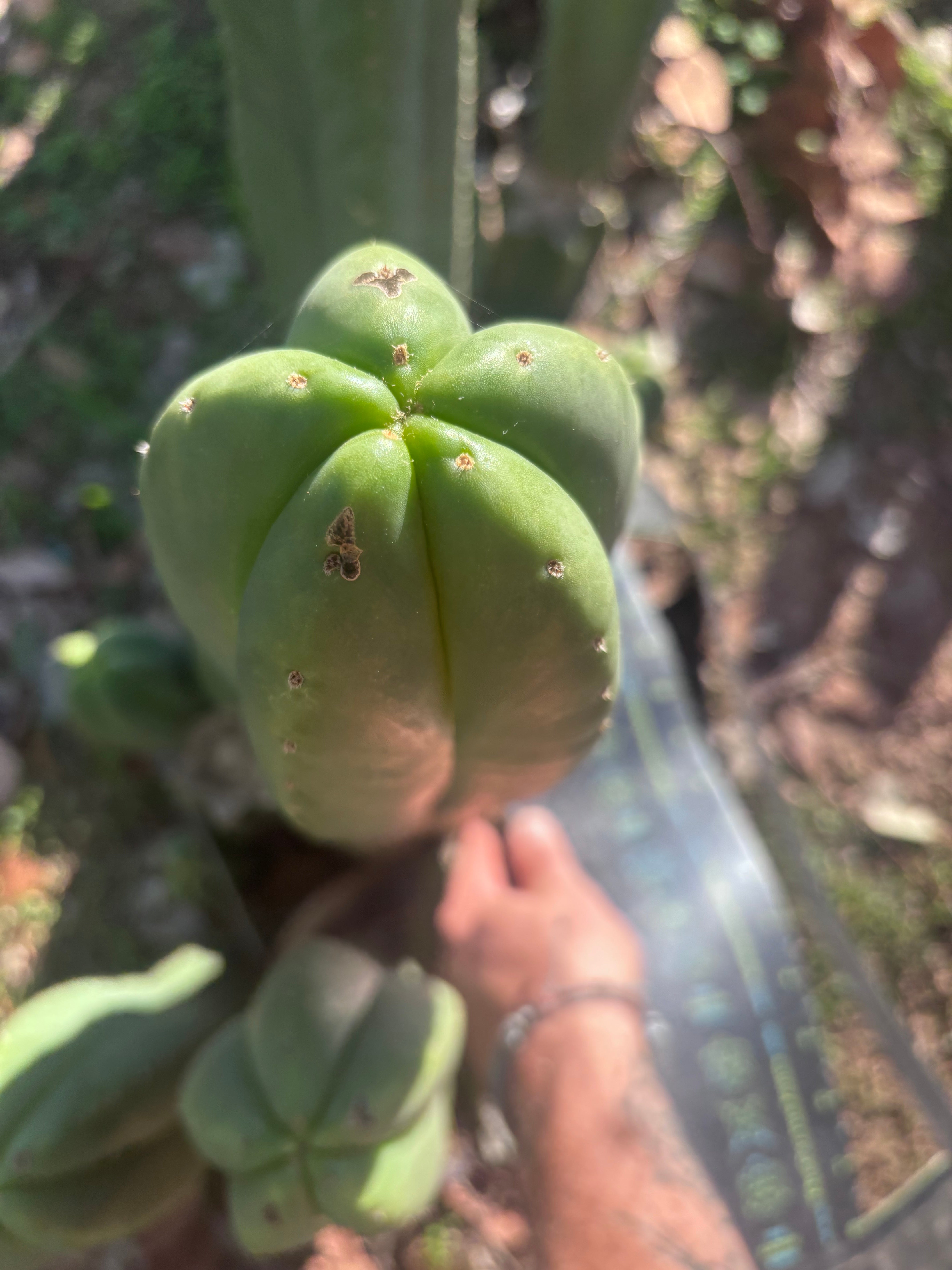 💎👑🌶️ Scop A — Massive XXL 16” Tip