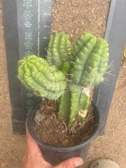 💎👑💎 Havran — XL Established Graft on Rooted PC