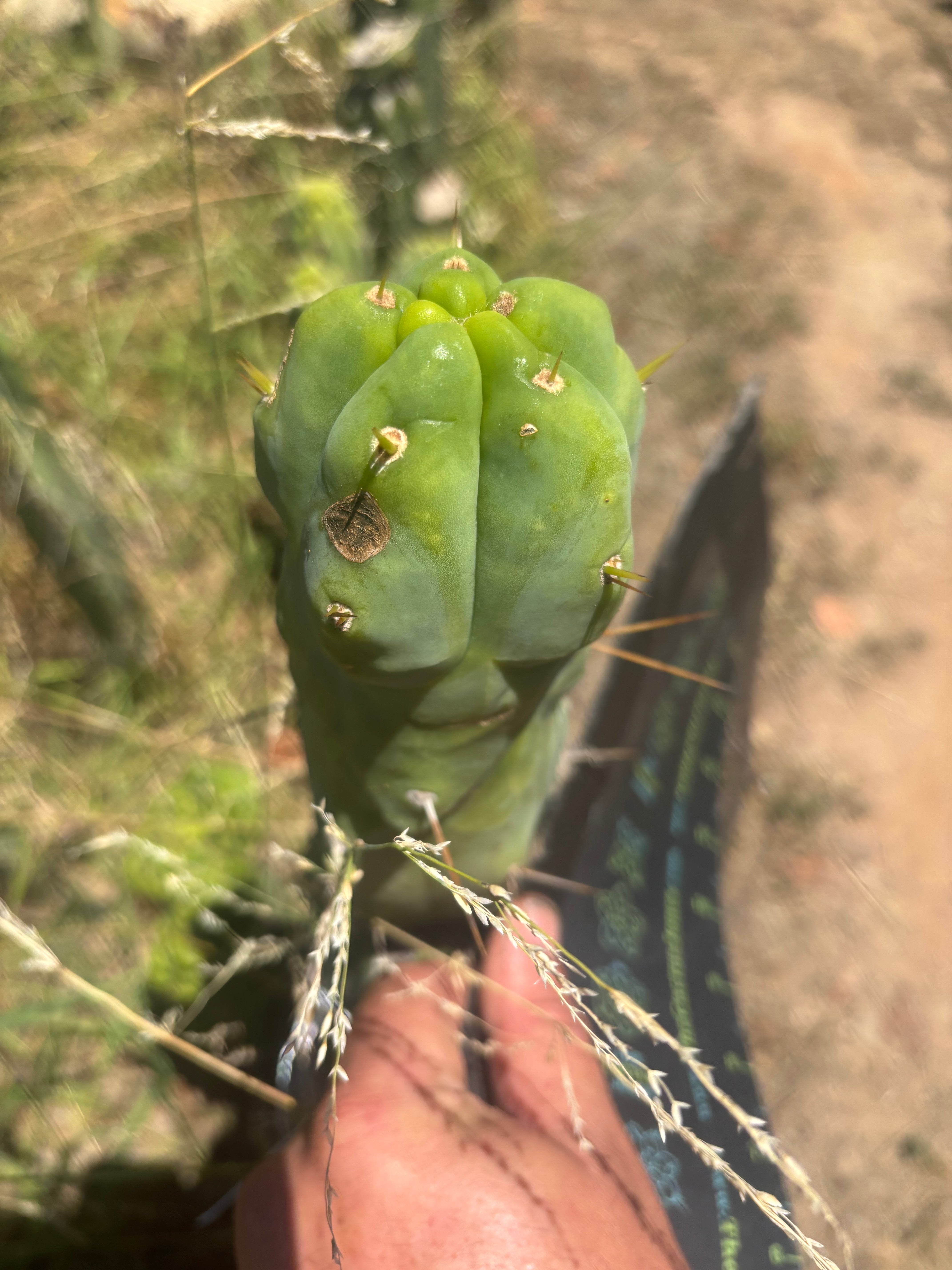 💎👑🌶️ Monster De Cota Cota — Chonky Tip