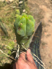 💎👑🌶️ Monster De Cota Cota — Chonky Tip