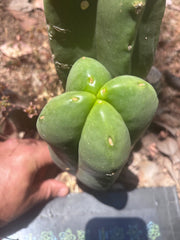 👑💎 MBxBB Scop — Plump 9” Fourwang Tip