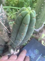 💎👑🌶️🌶️ Austy’s Bomb — 7” Tip