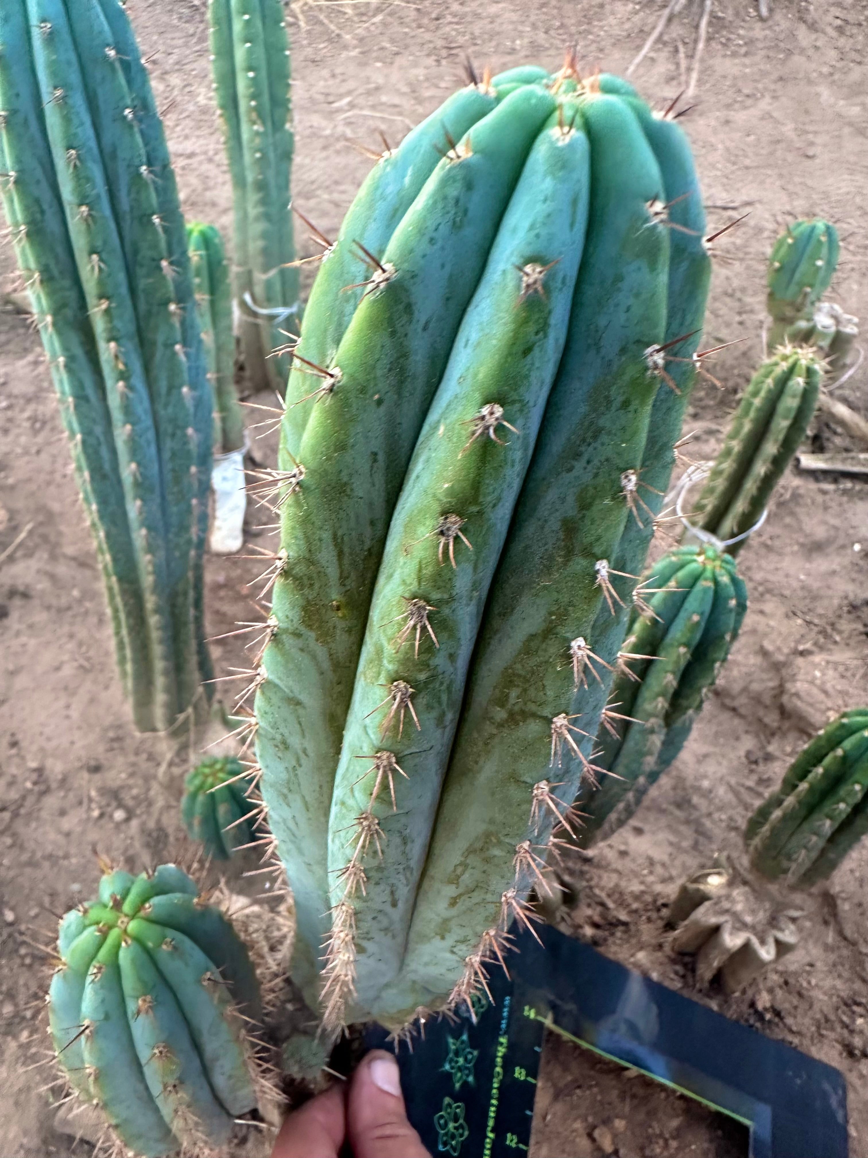 💎👑 Ferret— 13.5” Pup