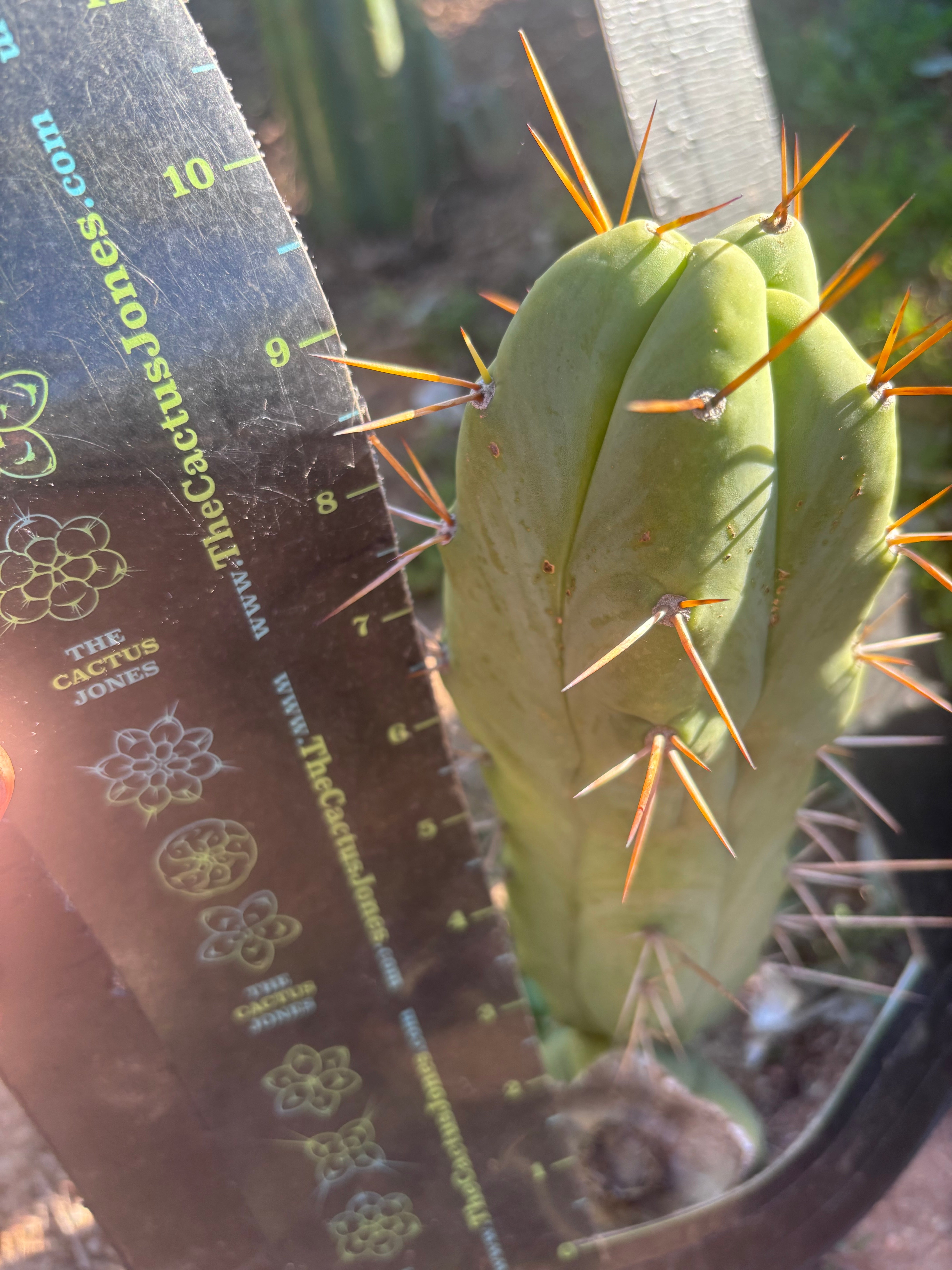 💎👑🌶️ Bruce — 10” Pup