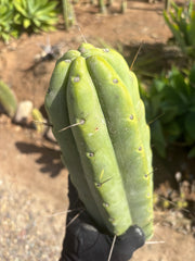 👑💎🌶️🌶️ Eileen — Max Girth 12” Tips