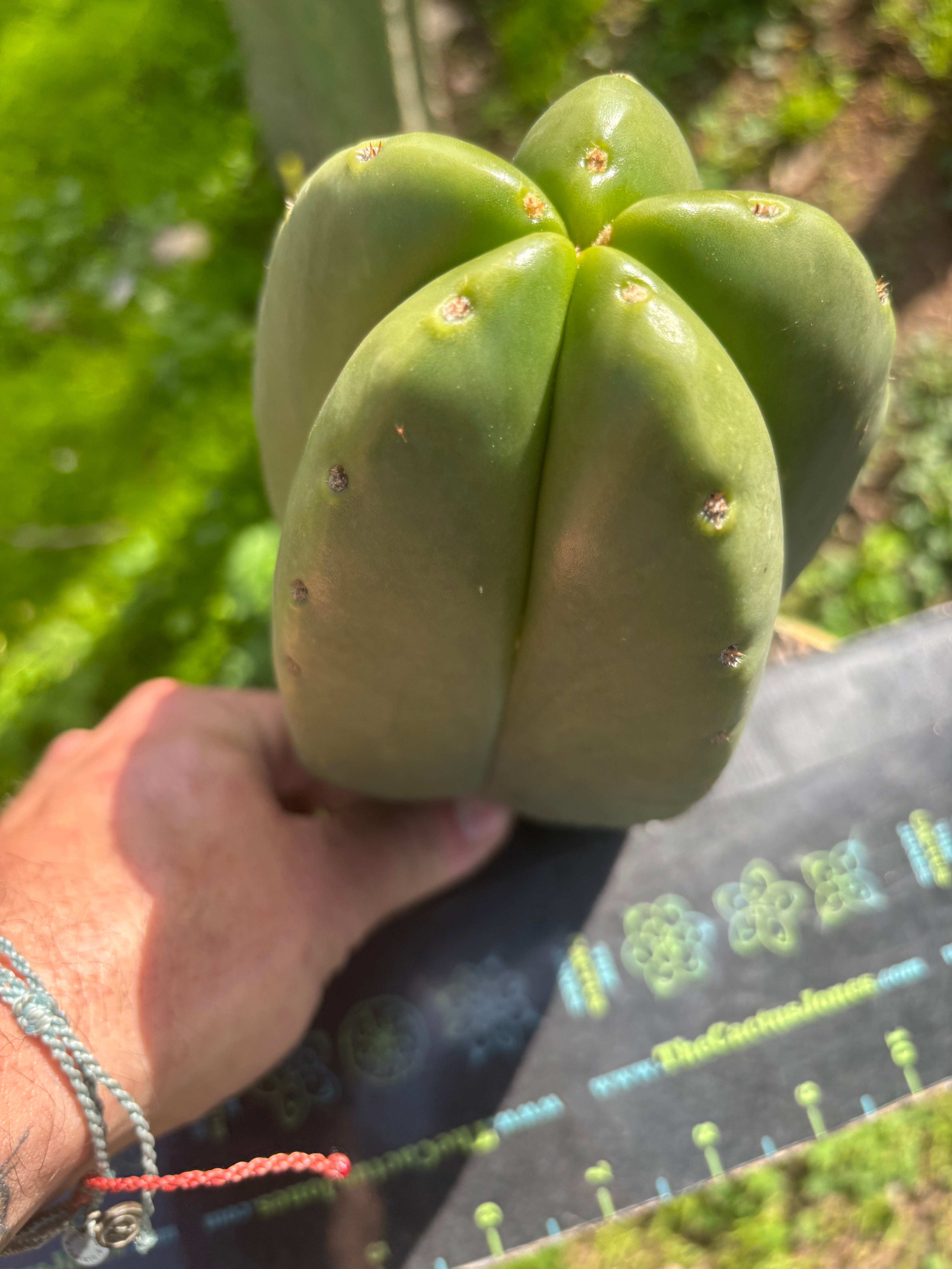 💎 Hulk x Zed MELON