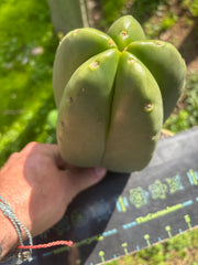 💎 Hulk x Zed MELON