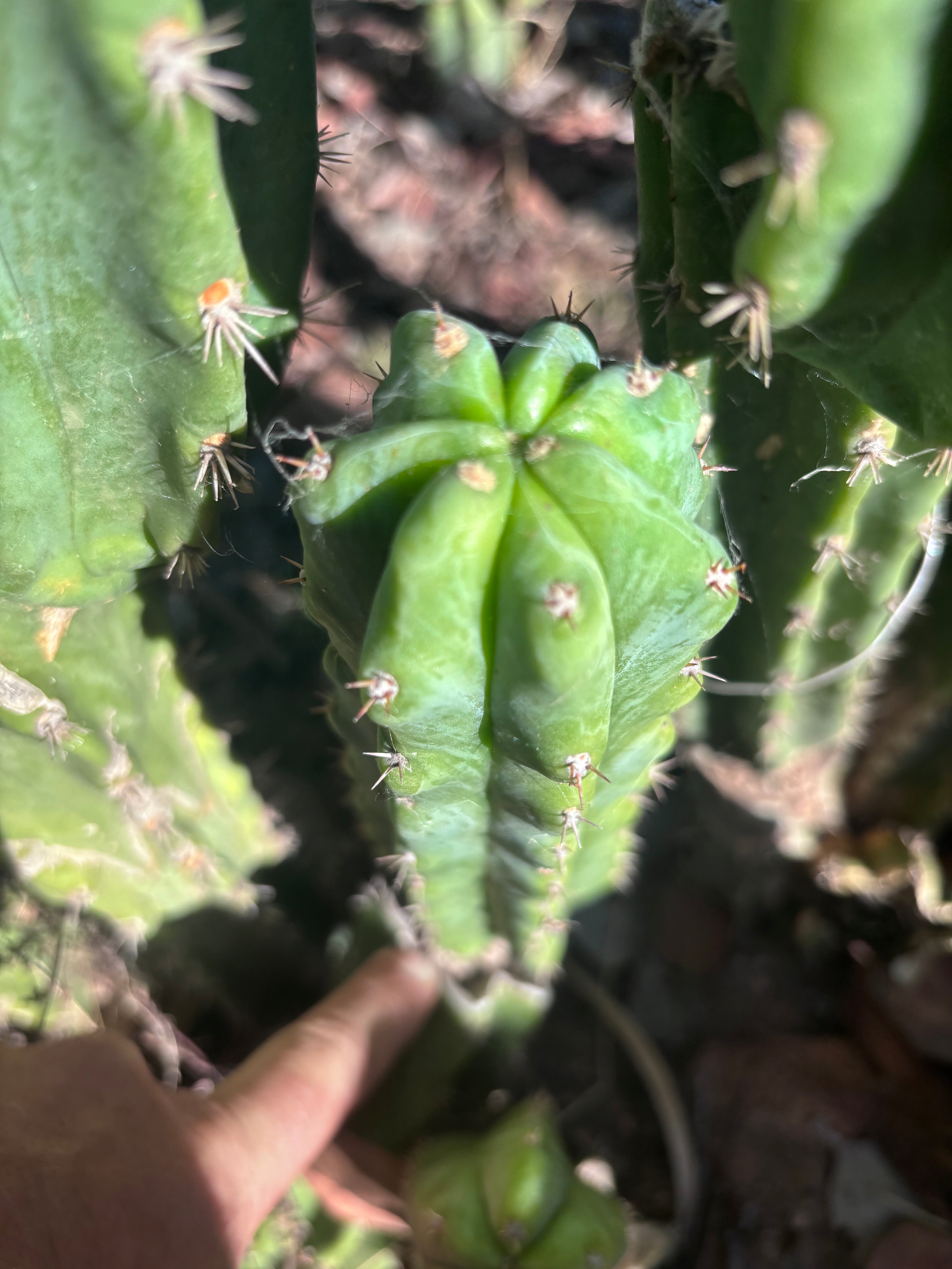 🌶️🌶️ NoidTwo — 8.5” Pup