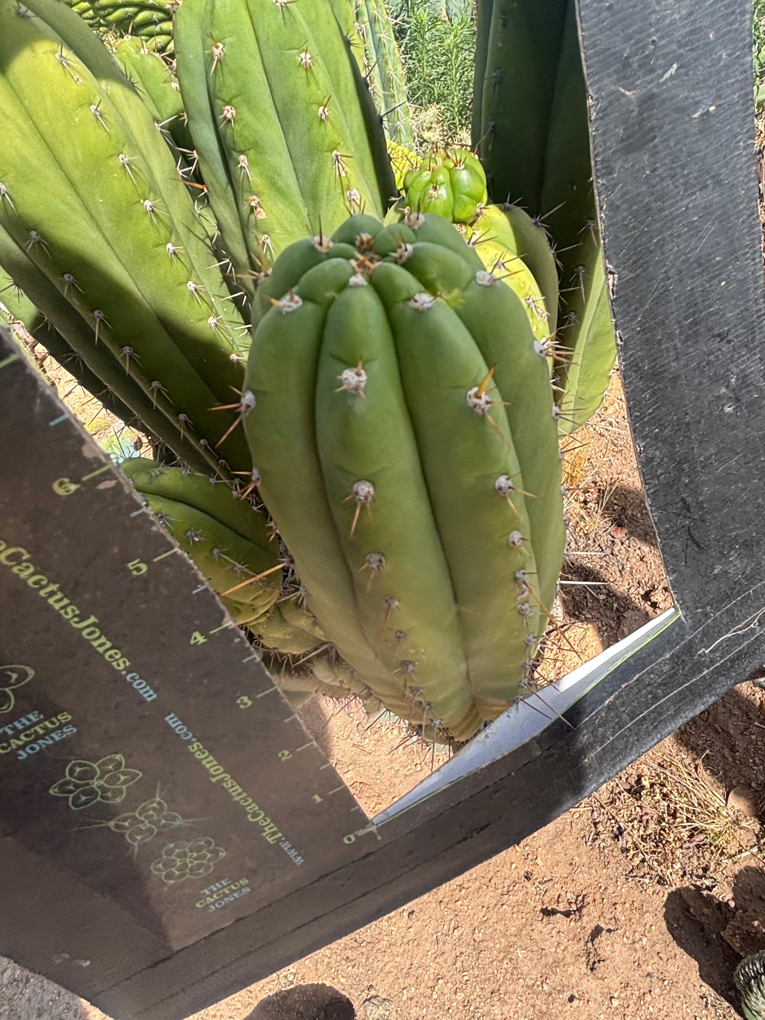 💎👑🌶️ Star Ayacucho  — BATCH DEAL