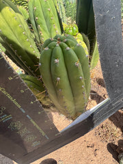 💎👑🌶️ Star Ayacucho  — BATCH DEAL