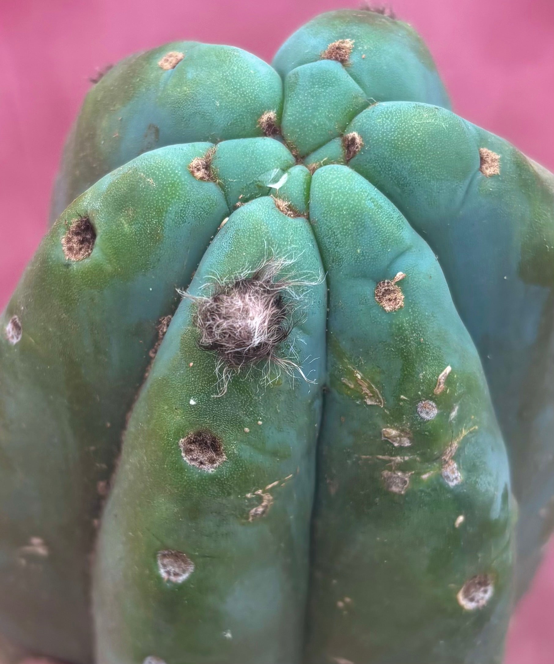 👑🌶️ Pierre — Magnum 14” Tip