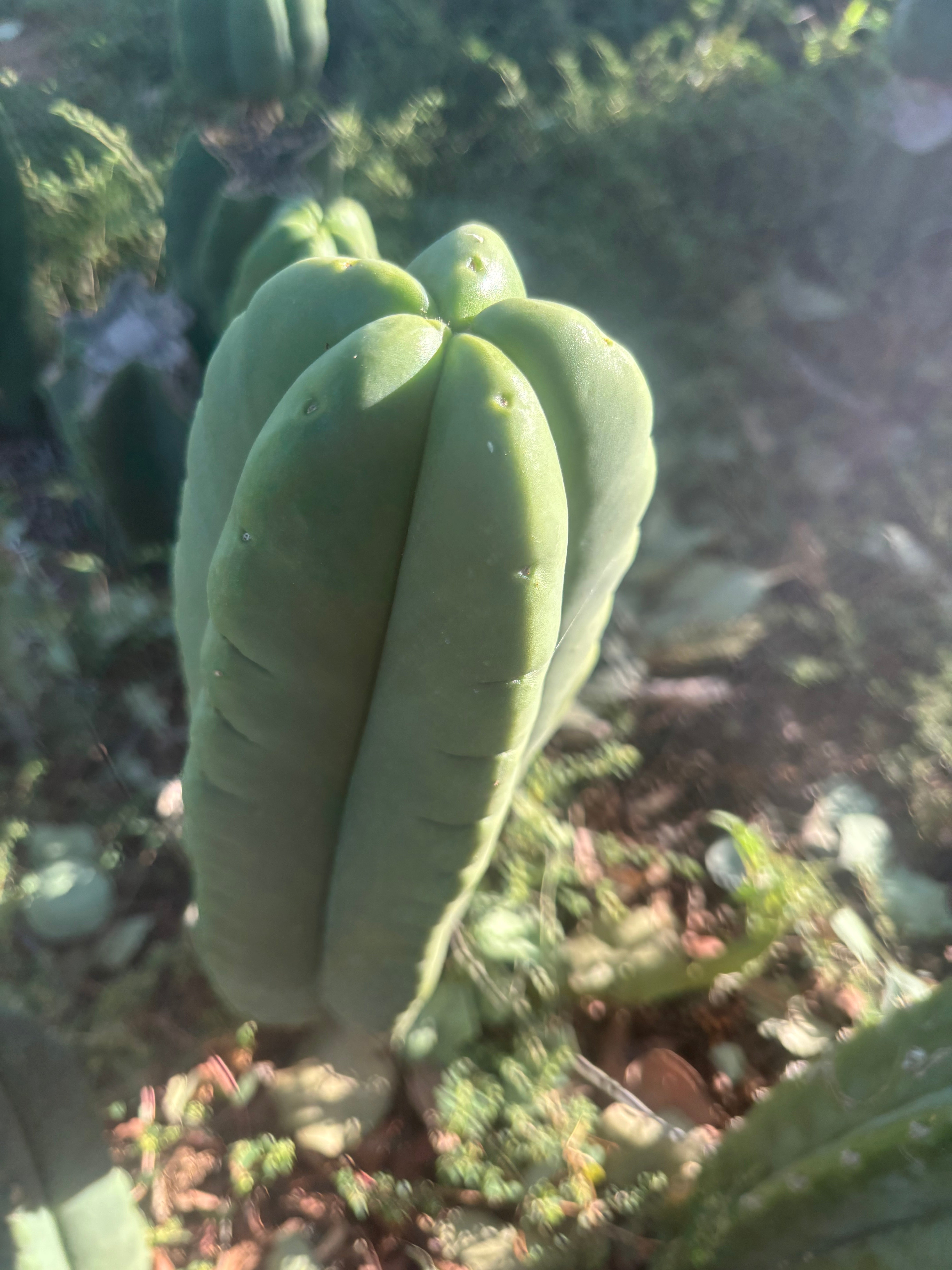 💎👑🌶️ Ferah — Fat 9” Tip