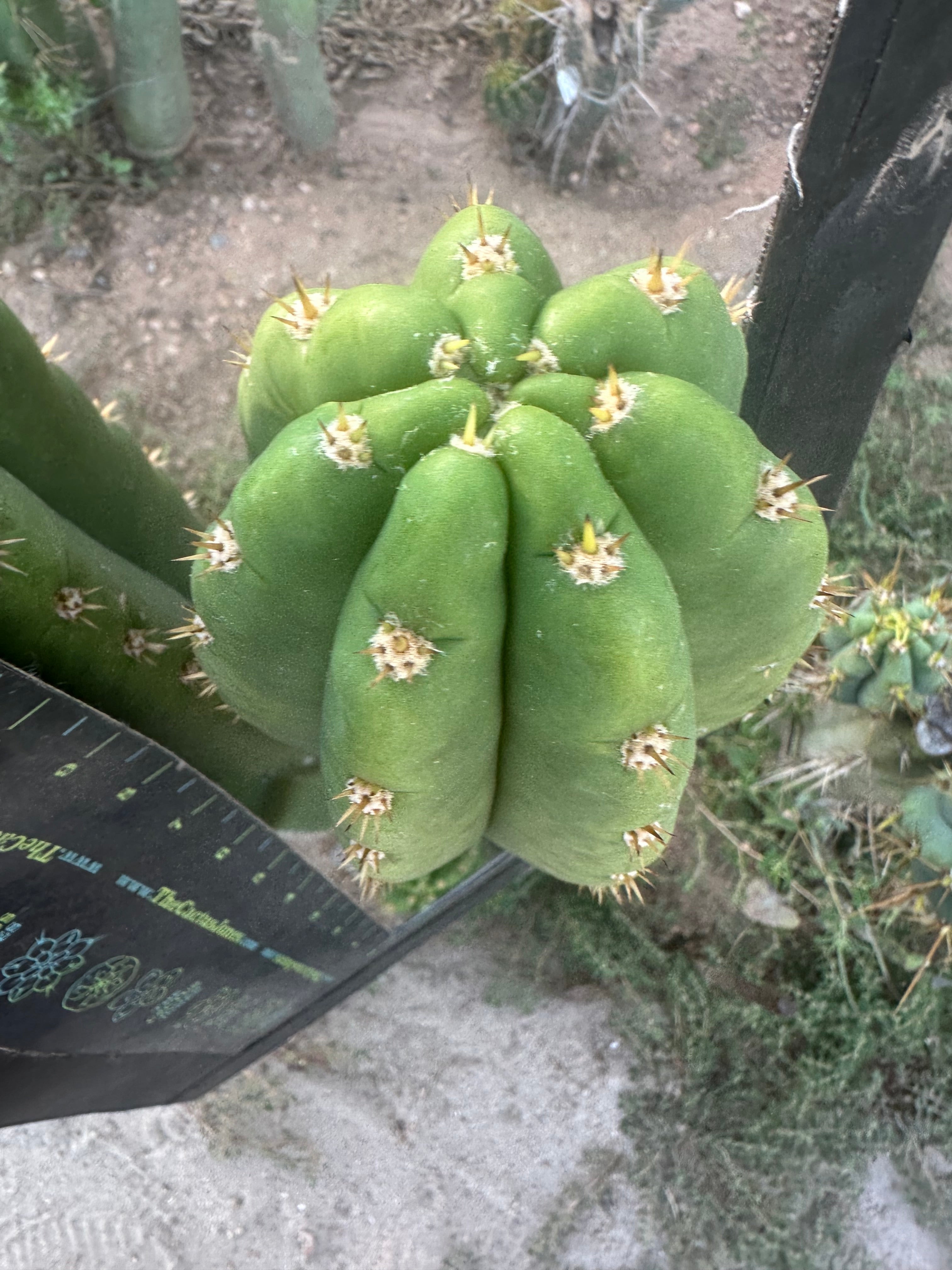 🌶️ Tipz x Super Pedro — FAT 12” Tip