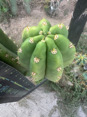 🌶️ Tipz x Super Pedro — FAT 12” Tip