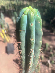 👑🌶️🌶️ Pala! — 10” Tip