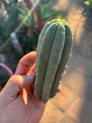 💎👑🌶️🌶️ Austy’s Bomb — 6” Pup