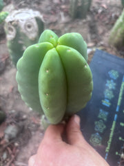 Custom Listing for Ron H