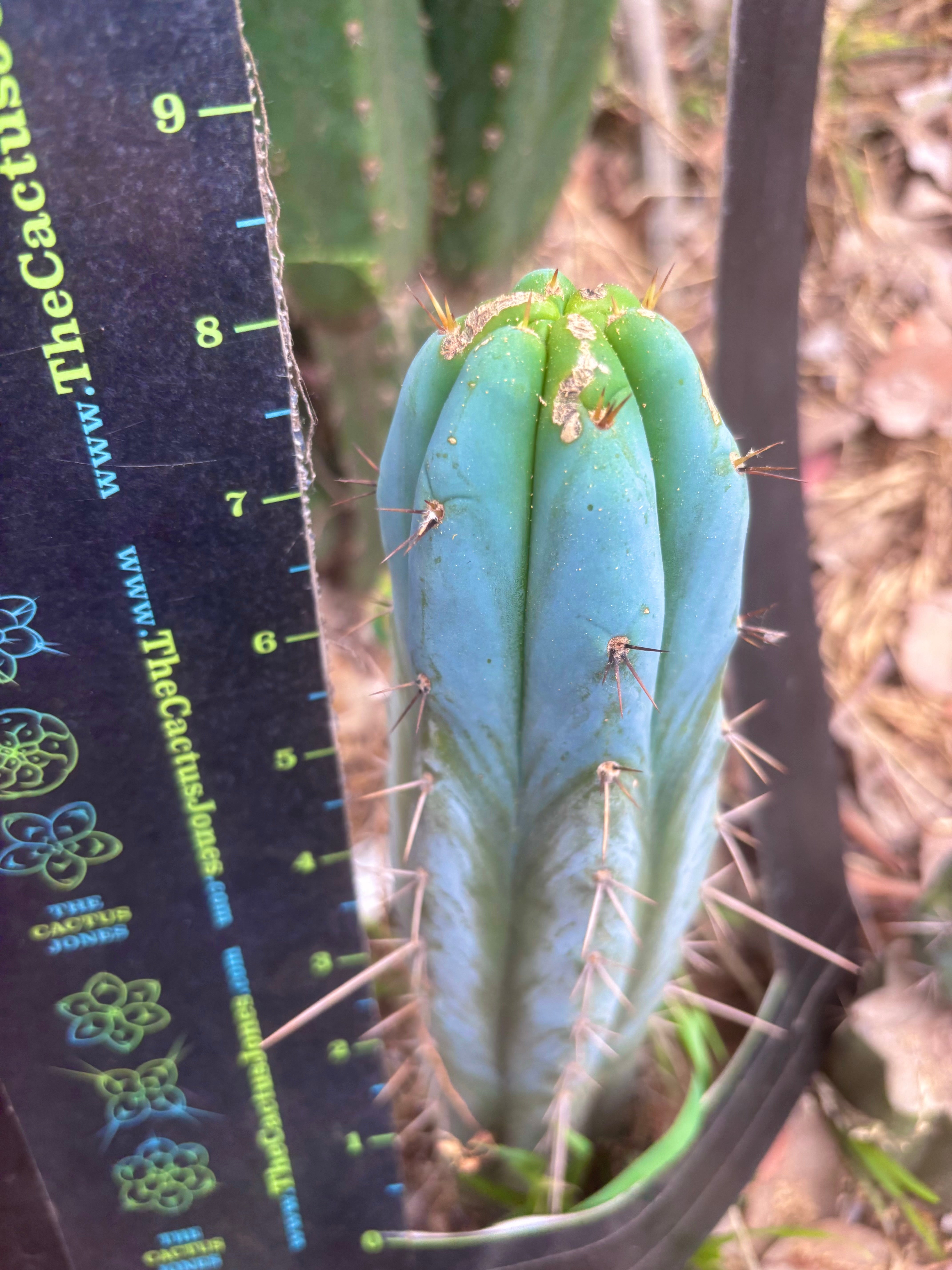 💎👑🌶️ Bluejones  — 8” Tip
