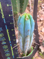 💎👑🌶️ Bluejones  — 8” Tip