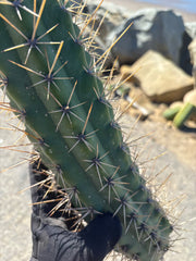 🌶️ SS02 x Kimura’s Spiny Giant   — XL 14” Pup