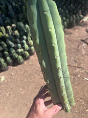 👑💎🌶️🌶️ Eileen — 15” Mega Tip
