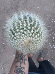 💎 Custom Order for Ty K