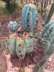 💎👑💎 Papa Smurf — *Hefty* Rooted Mid w/ Pups