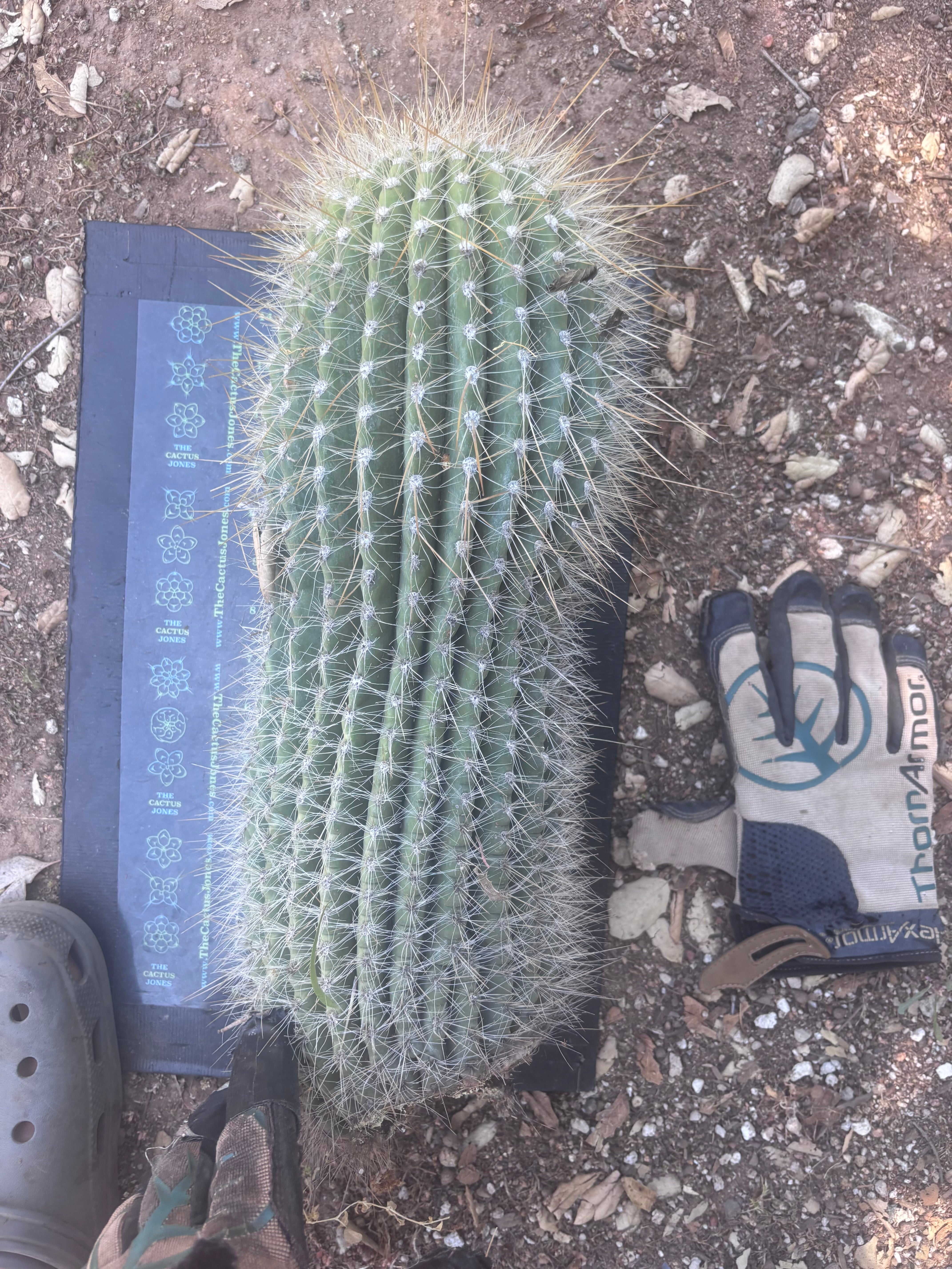 💎💎 T. Atacamensis — MASSIVE 17” Pup