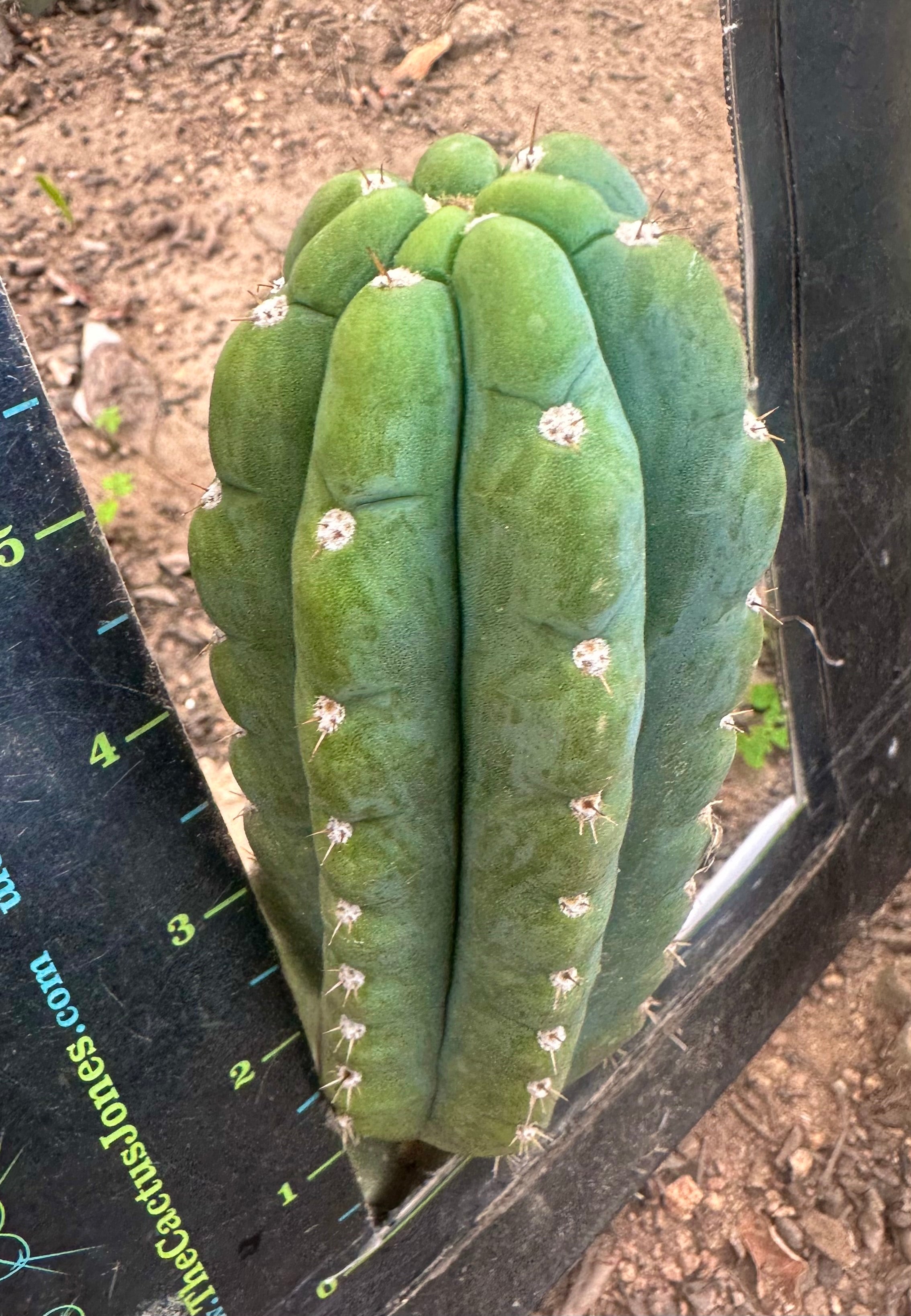 💎👑🌶️ Ichoca — 6” Pup