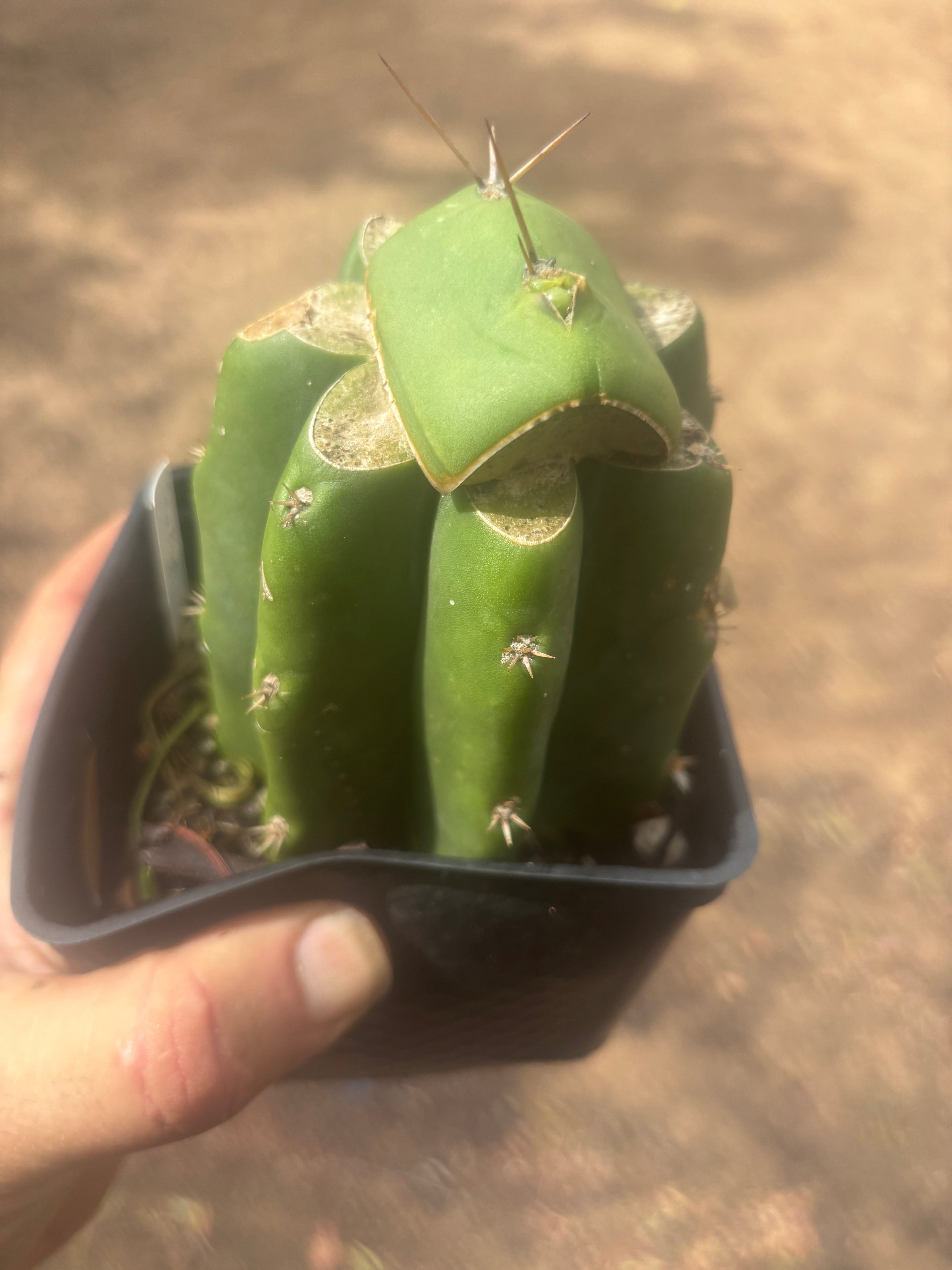 💎👑💎 Salad Fingers — Rooted Slab Graft w/ Pup Starting