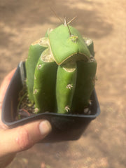 💎👑💎 Salad Fingers — Rooted Slab Graft w/ Pup Starting